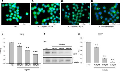 Effect of EPA on Neonatal Pig Sertoli Cells “In Vitro”: A Possible Treatment to Help Maintain Fertility in Pre-Pubertal Boys Undergoing Treatment With Gonado-Toxic Therapies